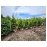 Black Hills Spruce - 8