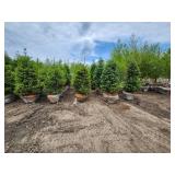 Black Hills Spruce - 6