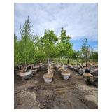 Autumn Blaze B&B Tree - 2.5" caliper