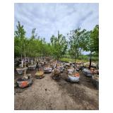 Spring Snow Crab - 2" caliper