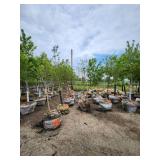 Spring Snow Crab - 2" caliper