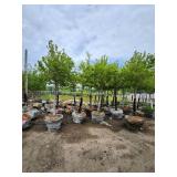 Autumn Blaze Maple 3" caliper.