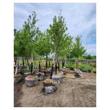 Autumn Blaze Maple 3" caliper.