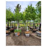 Autumn Blaze Maple 3" caliper.