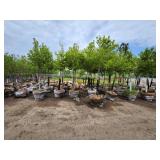 Autumn Blaze Maple 3" caliper.