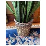 Large 66" Live Snake House Plant