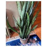 Large 66" Live Snake House Plant