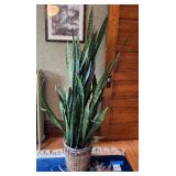Large 66" Live Snake House Plant