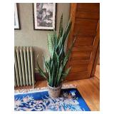 Large 66" Live Snake House Plant