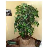 Large Artificial Ficus Tree in Wicker Basket