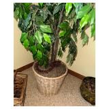 Large Artificial Ficus Tree in Wicker Basket