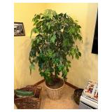 Large Artificial Ficus Tree in Wicker Basket