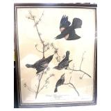 Vintage Audubon Redwinged Starling Framed Print
