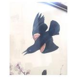 Vintage Audubon Redwinged Starling Framed Print