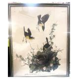 Vintage Audubon Yellow Breasted Chat Framed Print