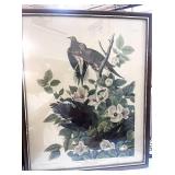 Vintage Audubon Carolina Pigeon Framed Print