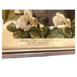 Vintage Audubon Carolina Pigeon Framed Print