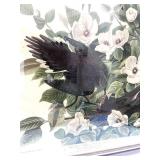 Vintage Audubon Carolina Pigeon Framed Print