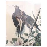 Vintage Audubon Carolina Pigeon Framed Print