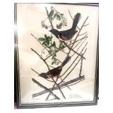 Vintage Audubon Tonee Bunting Framed Print