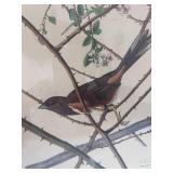 Vintage Audubon Tonee Bunting Framed Print