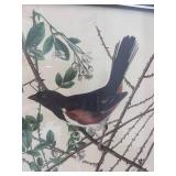 Vintage Audubon Tonee Bunting Framed Print