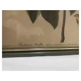 Vintage Audubon Bachman