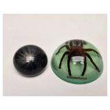 Pair of Acrylic Paperweights Including Genuine Tarantula