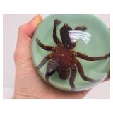 Pair of Acrylic Paperweights Including Genuine Tarantula
