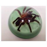 Pair of Acrylic Paperweights Including Genuine Tarantula