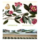 Vintage Portmeirion Botanic Garden Butter Dish with Lepidotum Rhododendron Design and other Botanical Kitchen Pieces