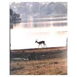 Framed Wildlife Photo of African Antelopes by the Water