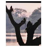Framed Wildlife Photo of African Antelopes by the Water