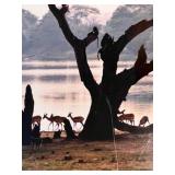 Framed Wildlife Photo of African Antelopes by the Water