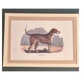Pair of Framed Dog Prints: French Basset and Foxhound