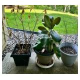 Set of 3 Assorted Pots with plants