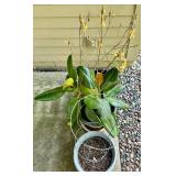 Set of 3 Assorted Pots with plants