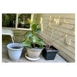 Set of 3 Assorted Pots with plants