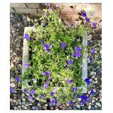Square Concrete Planter with Purple Flowers