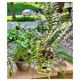 Set of 2 Potted Outdoor Fern Plants