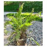 Set of 2 Potted Outdoor Fern Plants