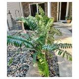 Set of 2 Potted Outdoor Fern Plants