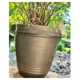 Set of 2 Potted Outdoor Fern Plants