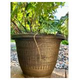 Set of 2 Potted Outdoor Fern Plants