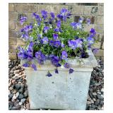 Square Concrete Planter with Purple Flowers