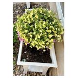 White Elevated Outdoor Planter with Blooming Flowers