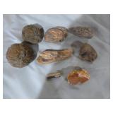Geodes and Petrified Wood