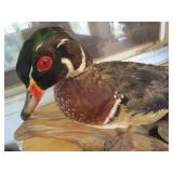 Wood Duck Mount