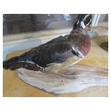 Wood Duck Mount