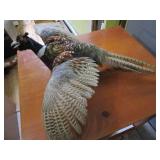 Ringneck Pheasant Mount